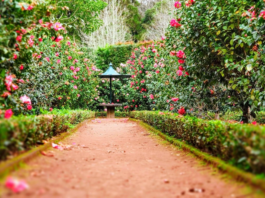 Gepflegter Garten mit geschnittener Hecke und angelegtem Weg